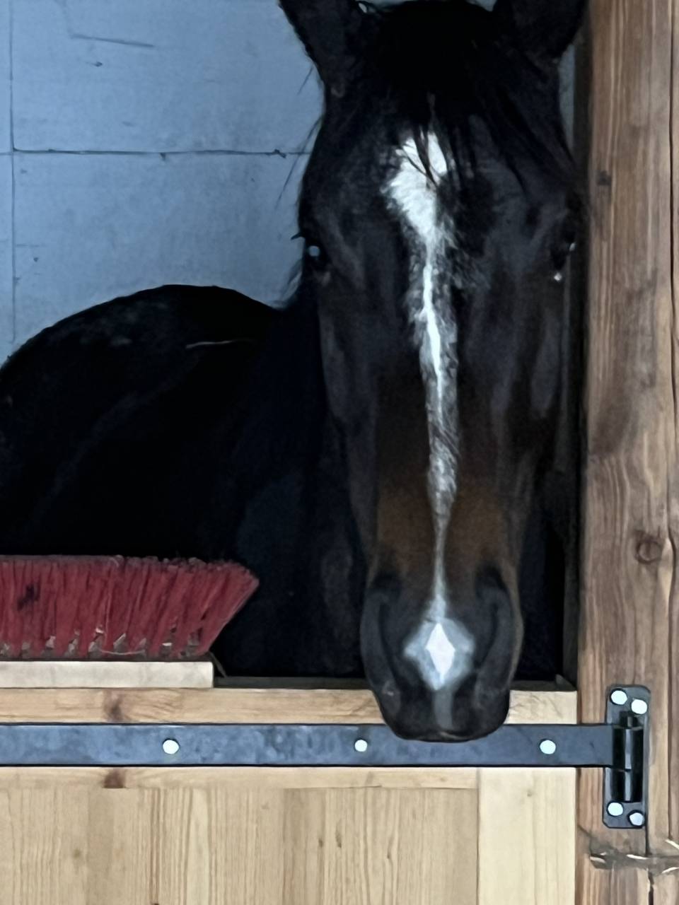 Mare Selle Français For sale 2021 Liver chestnut