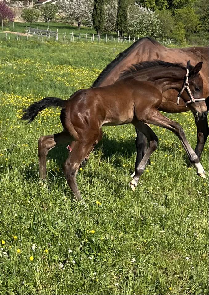 Colt Selle Français For sale 2025 Bay