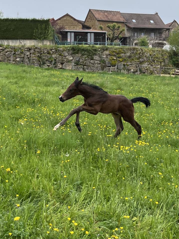 Colt Selle Français For sale 2025 Bay