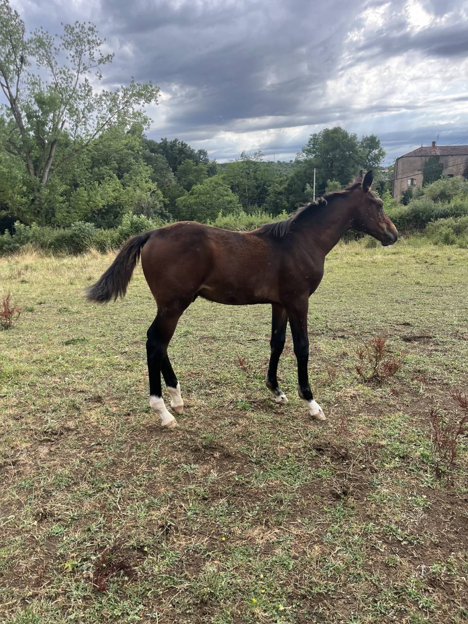 Colt Selle Français For sale 2025 Bay