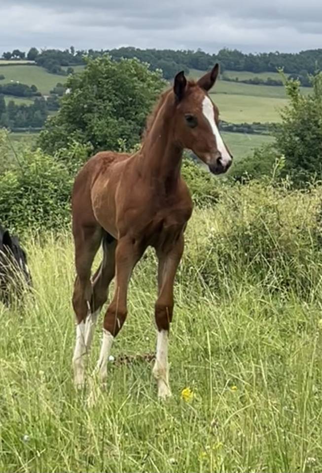 Colt Selle Français For sale 2025 Chesnut