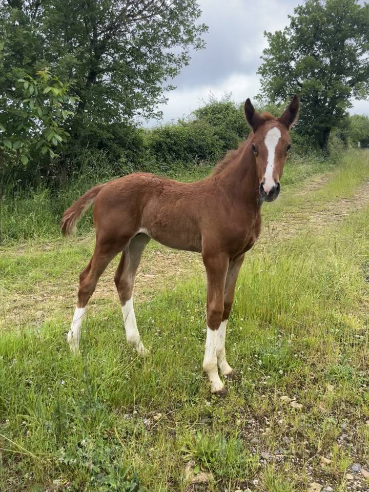 Colt Selle Français For sale 2025 Chesnut
