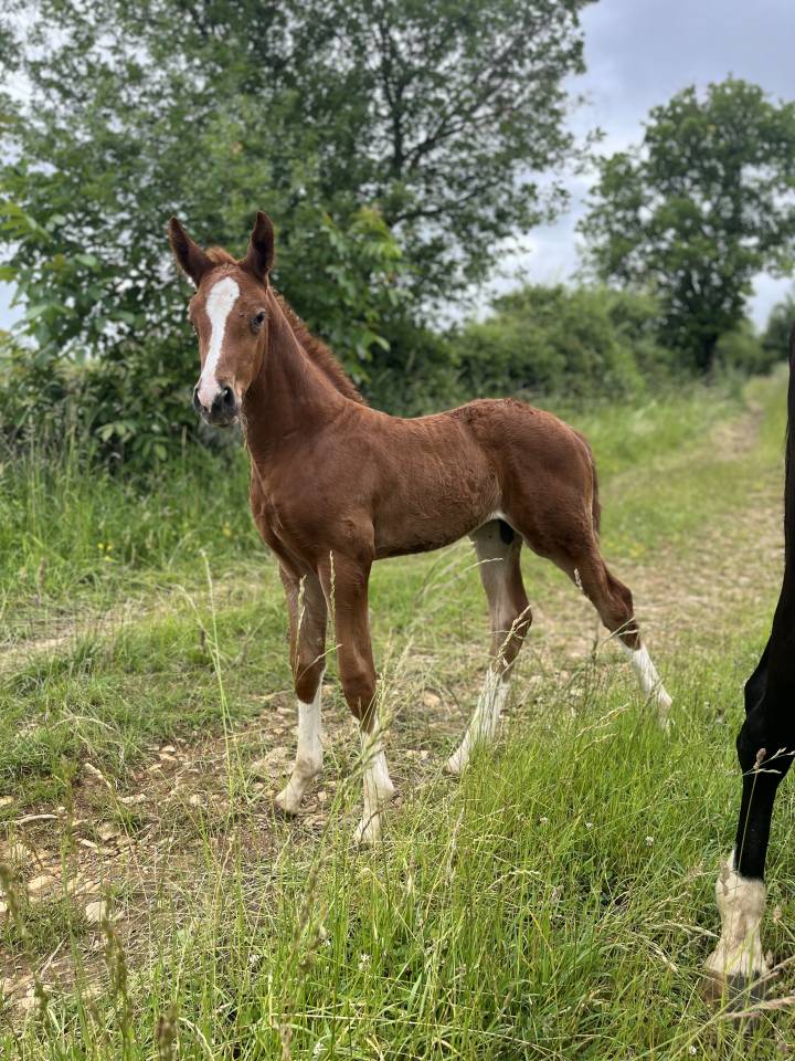 Colt Selle Français For sale 2025 Chesnut