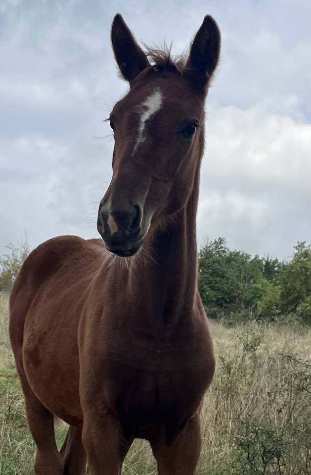 Filly Selle Français For sale 2025 Chesnut