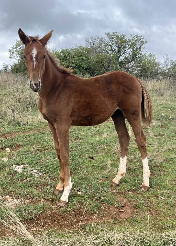 Filly Selle Français For sale 2025 Chesnut