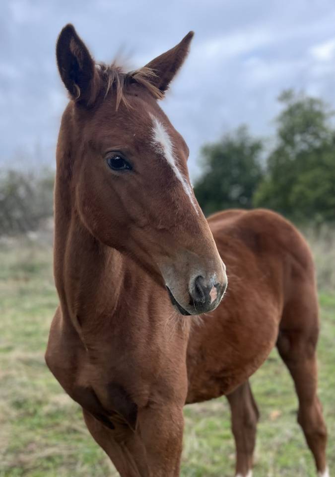 Filly Selle Français For sale 2025 Chesnut