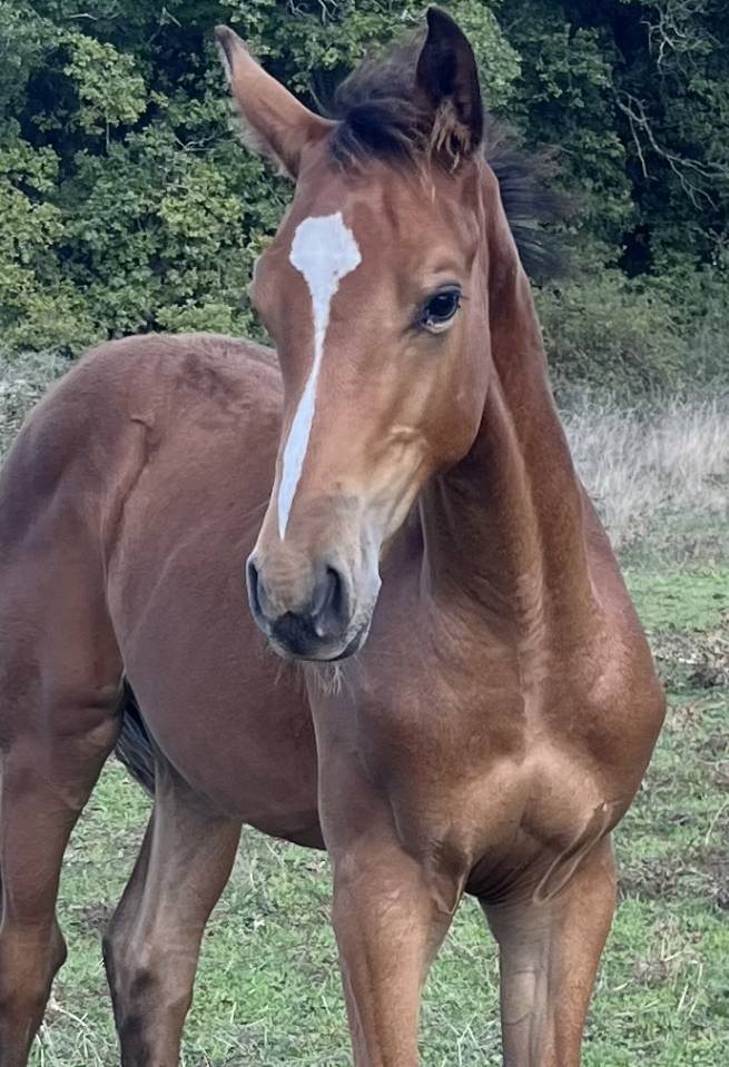 Colt Selle Français For sale 2025 Bay