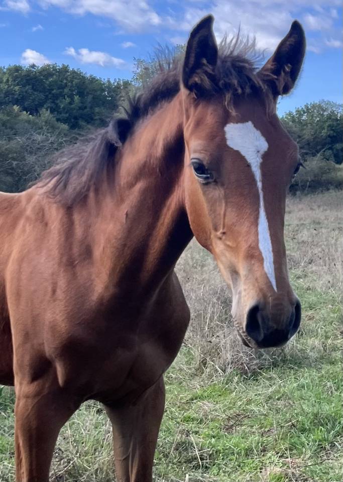 Colt Selle Français For sale 2025 Bay