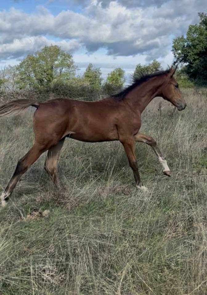 Colt Selle Français For sale 2025 Bay