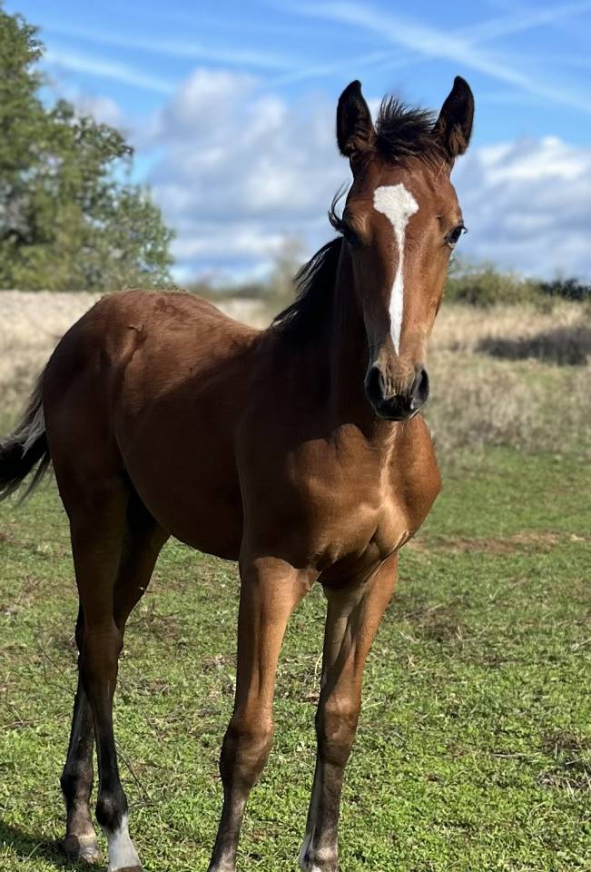 Colt Selle Français For sale 2025 Bay