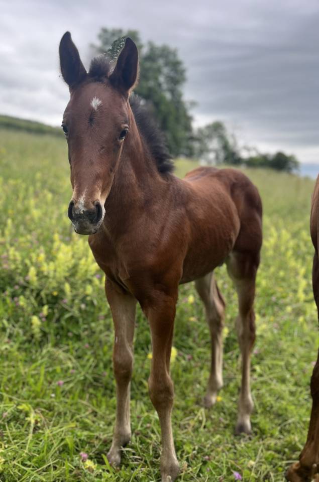 Filly Selle Français For sale 2025 Bay
