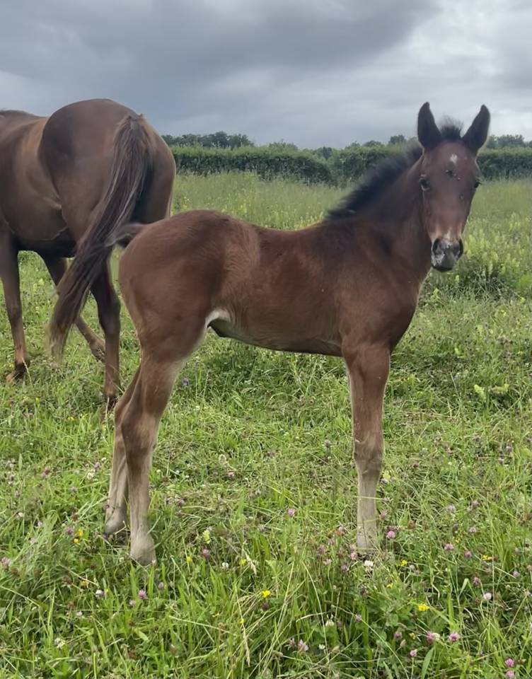 Filly Selle Français For sale 2025 Bay