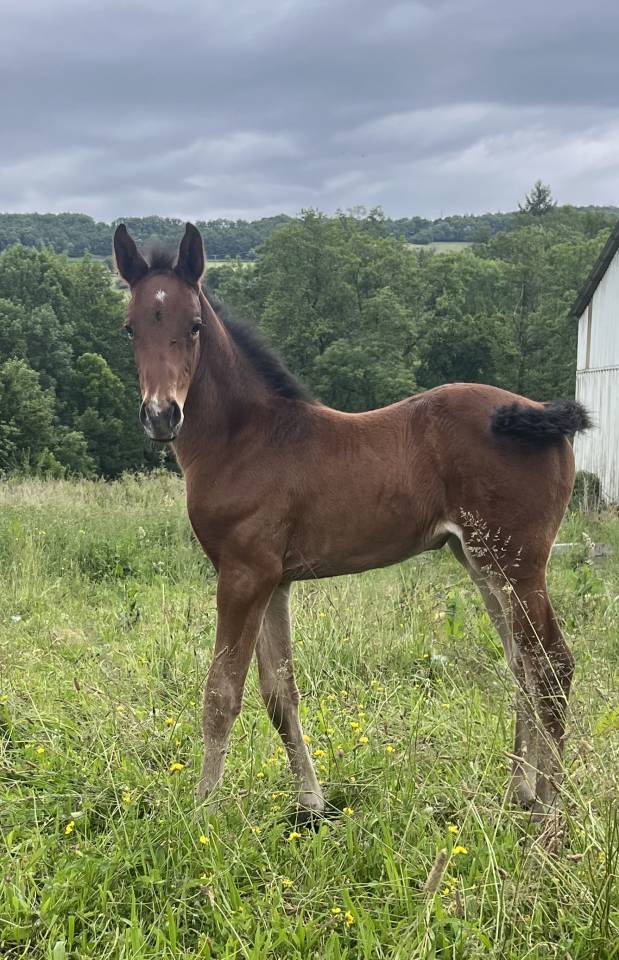Filly Selle Français For sale 2025 Bay