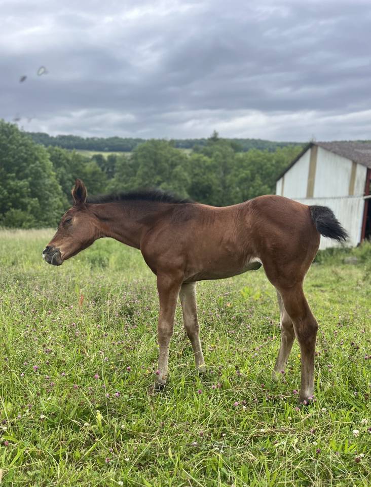 Filly Selle Français For sale 2025 Bay