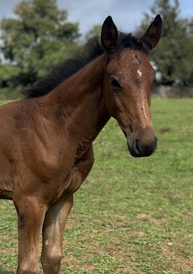 Colt Selle Français For sale 2025 Bay