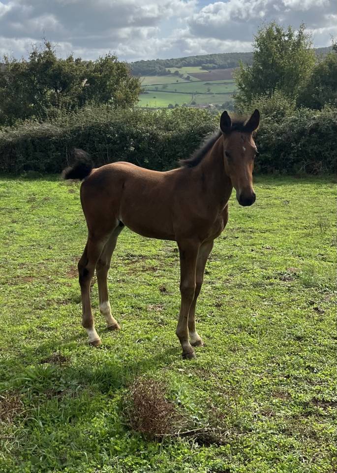 Colt Selle Français For sale 2025 Bay