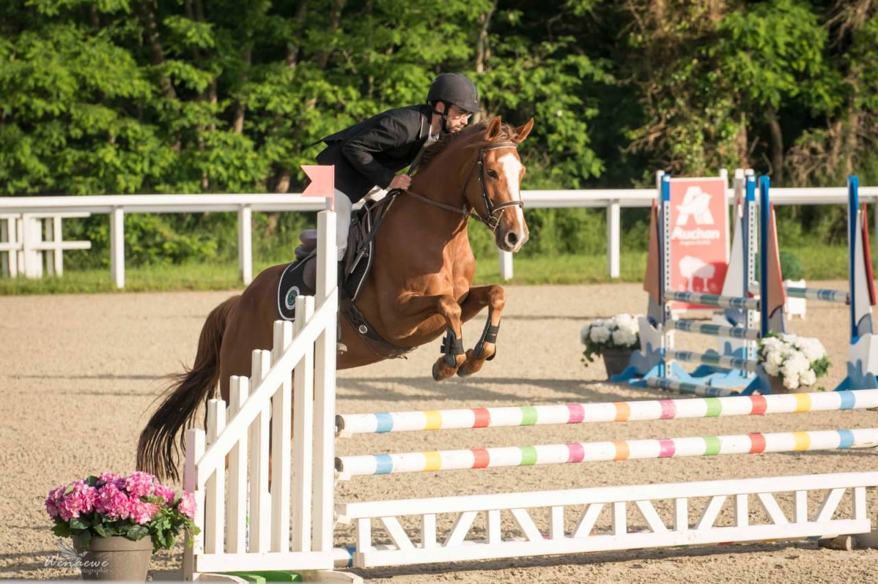 Mare French Saddle Pony For sale 2020 Liver chestnut
