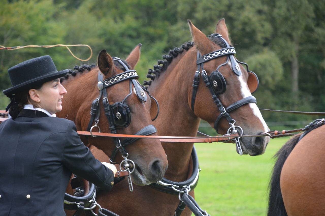 Gelding New Forest For sale 2020 Bay