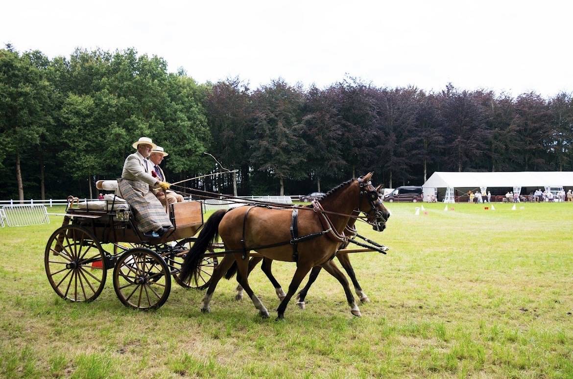 Gelding New Forest For sale 2020 Bay