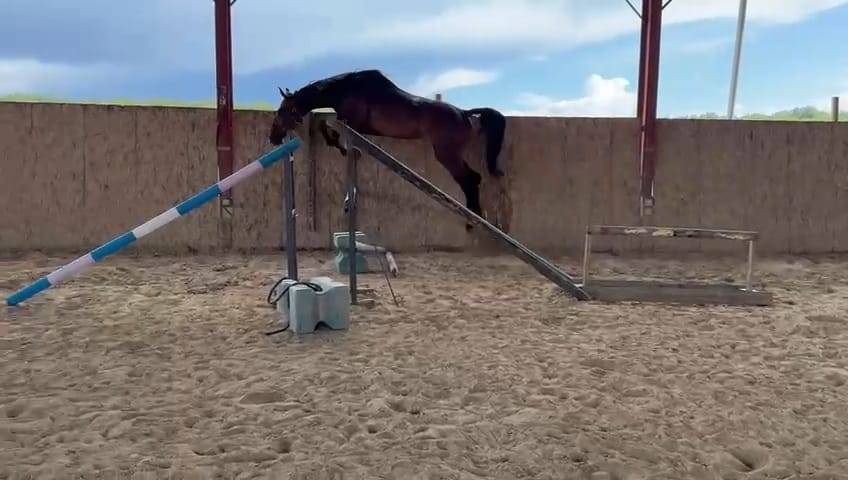 Gelding sBs Belgian Warmblood For sale 2021 Bay