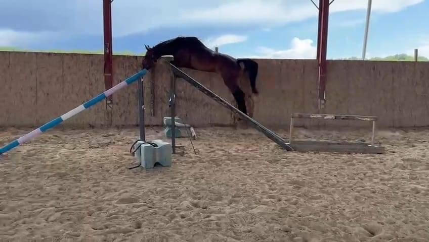 Gelding sBs Belgian Warmblood For sale 2021 Bay