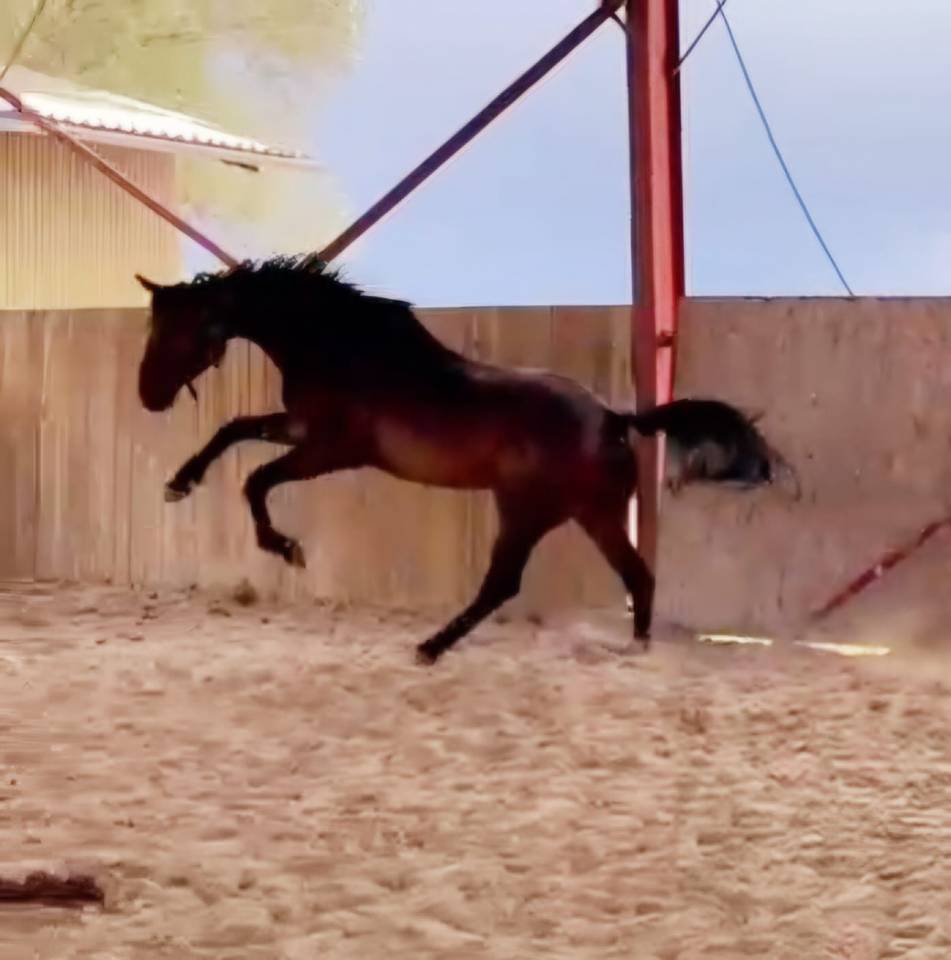 Gelding sBs Belgian Warmblood For sale 2021 Bay