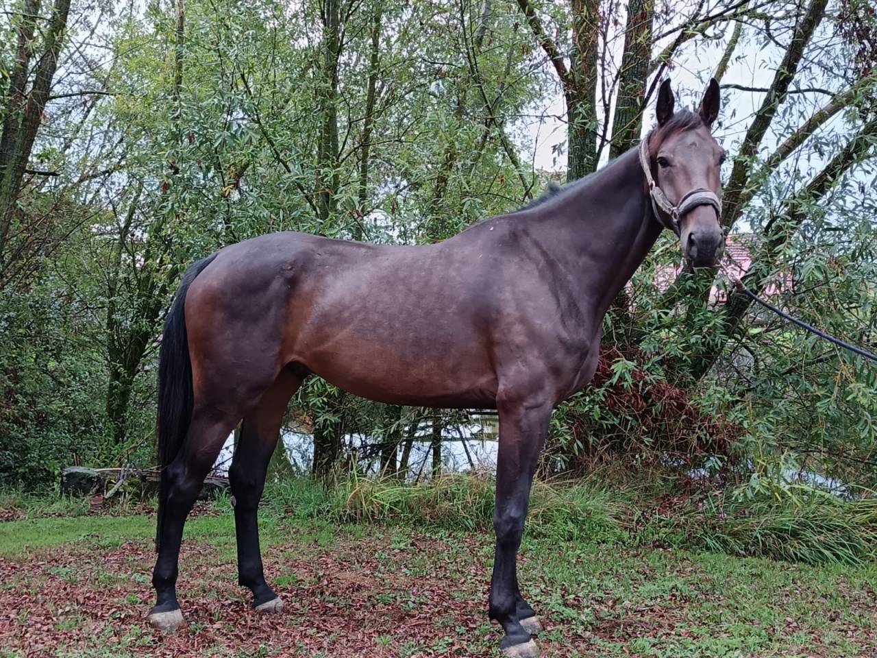 Gelding sBs Belgian Warmblood For sale 2021 Bay
