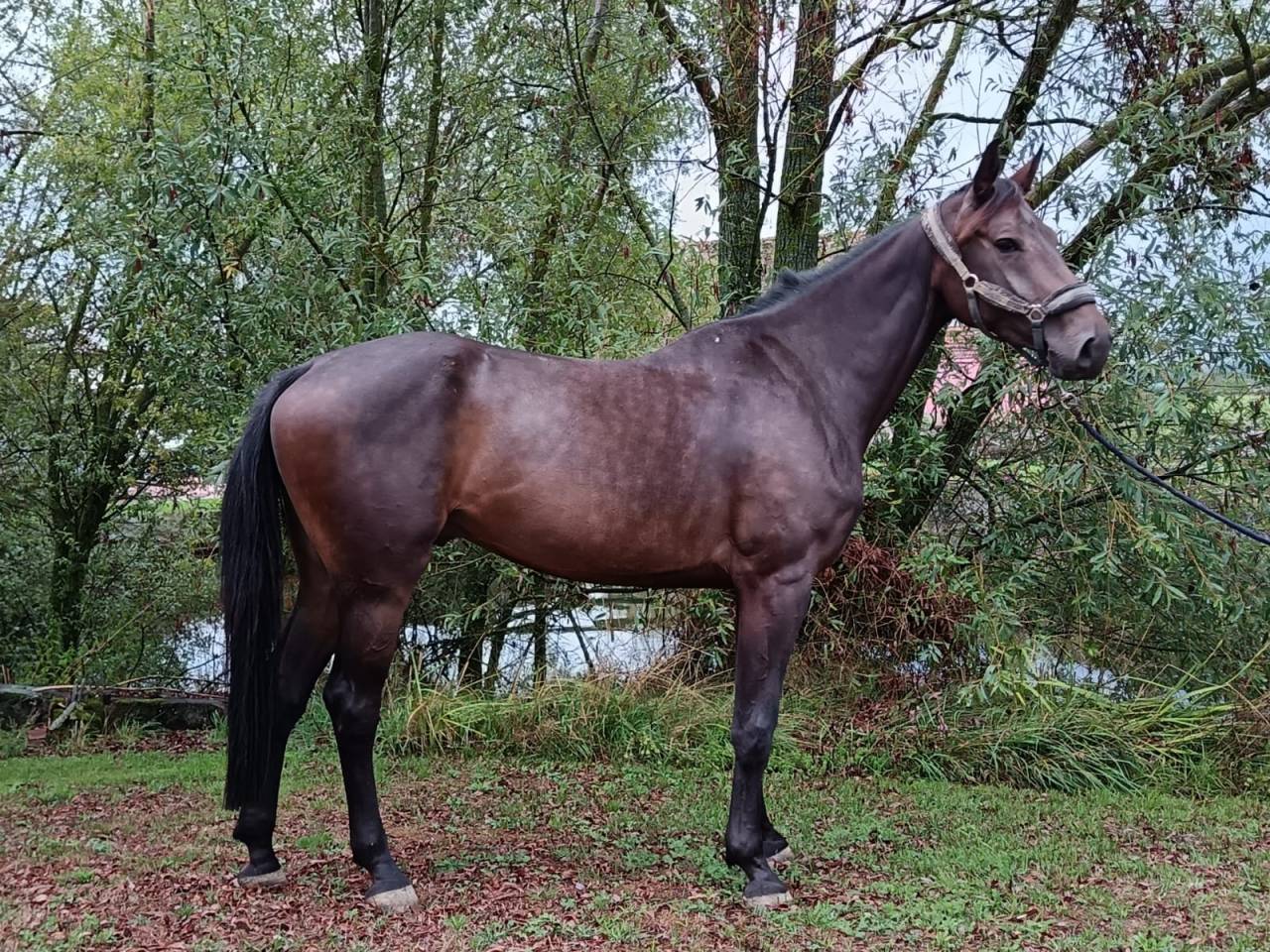 Gelding sBs Belgian Warmblood For sale 2021 Bay