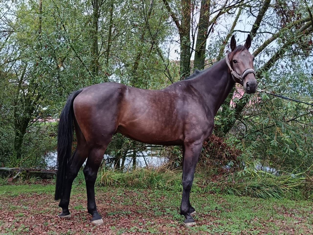 Gelding sBs Belgian Warmblood For sale 2021 Bay