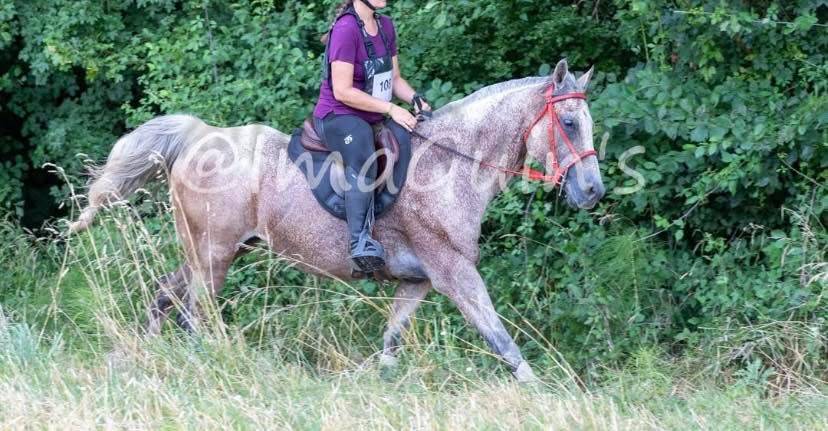 Gelding Arabian For sale 2016 Roan