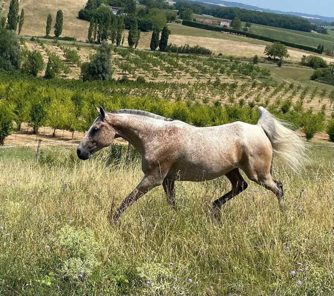 Gelding Arabian For sale 2016 Roan