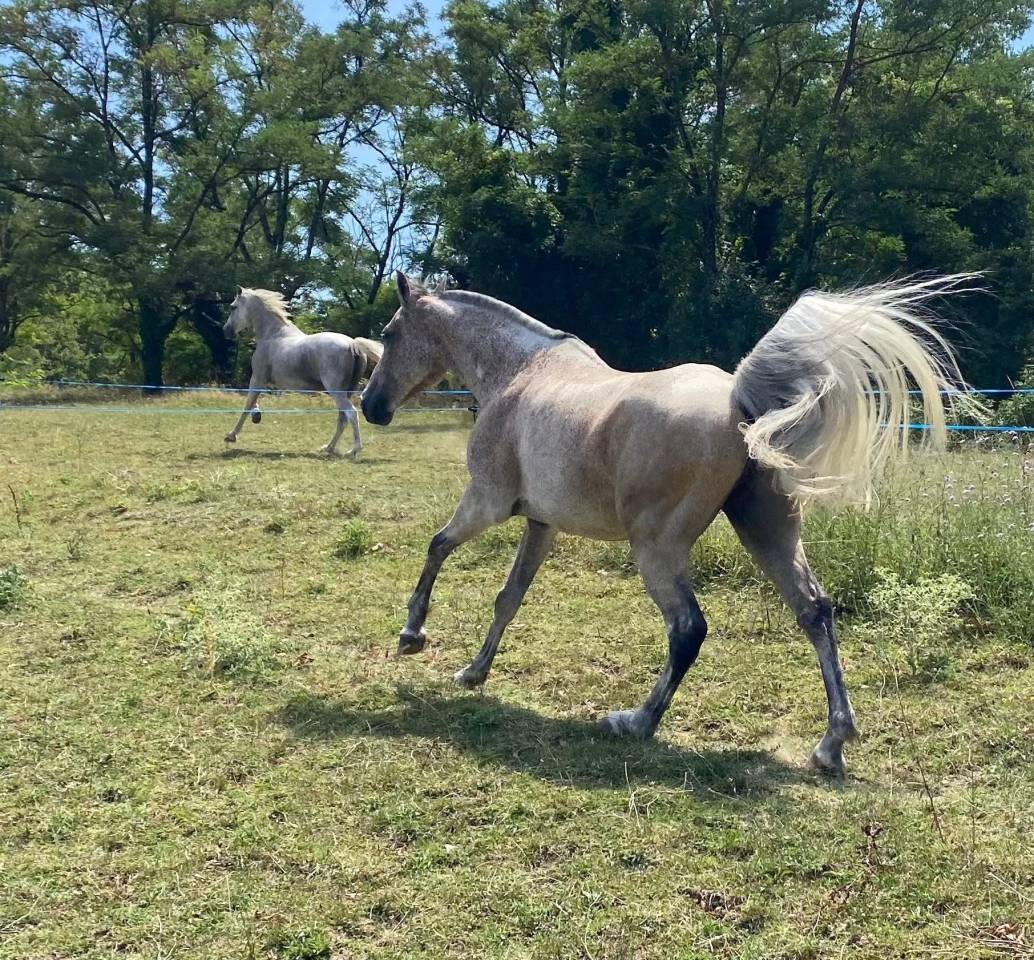 Gelding Arabian For sale 2016 Roan