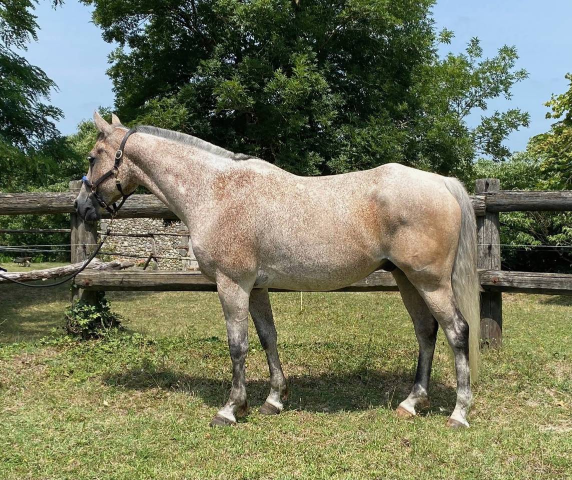 Gelding Arabian For sale 2016 Roan
