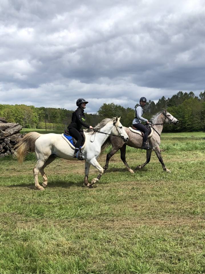 Gelding Arabian For sale 2016 Roan