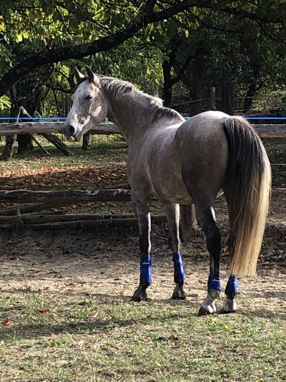 Gelding Arabian For sale 2016 Roan