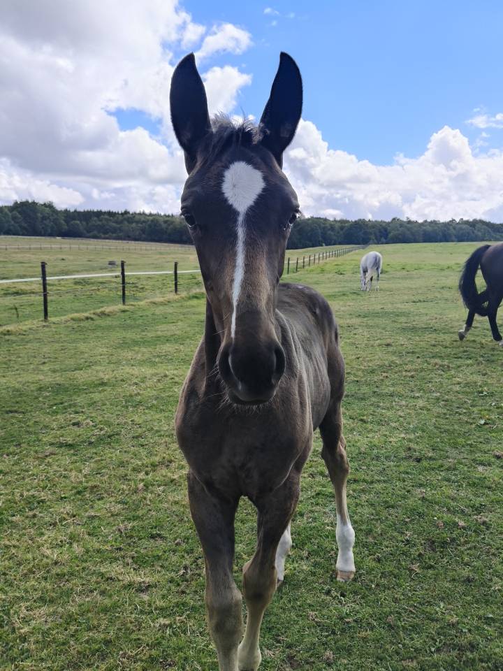 Filly Holsteiner For sale 2025 Dark Bay