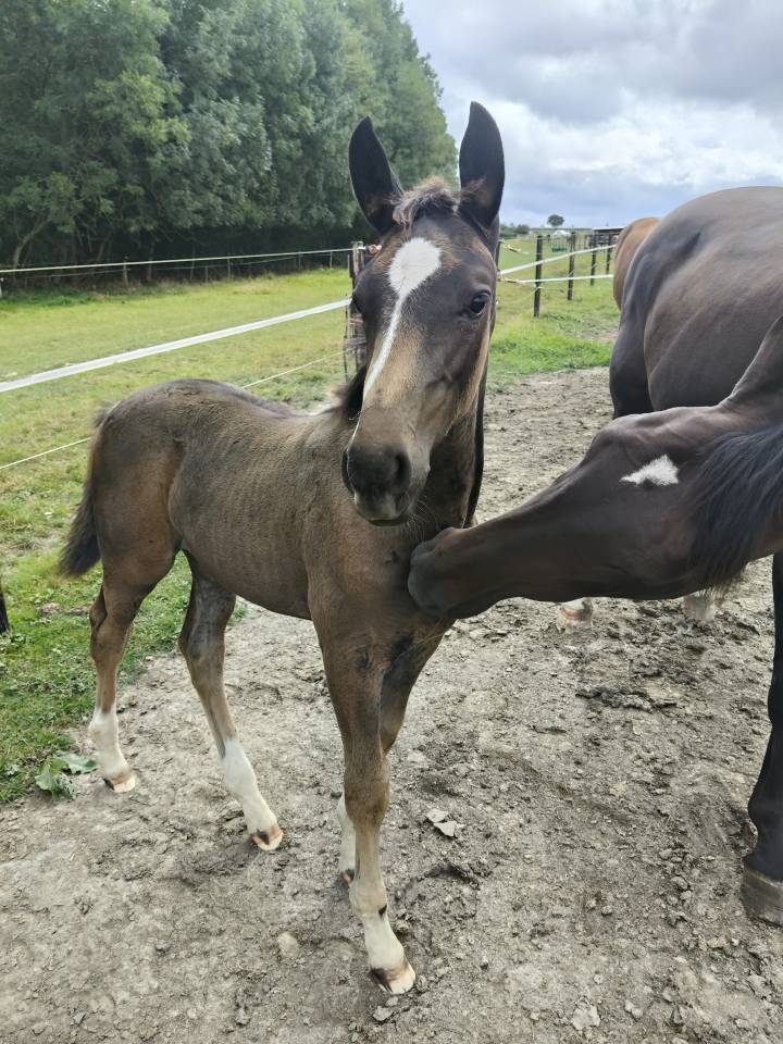 Filly Holsteiner For sale 2025 Dark Bay