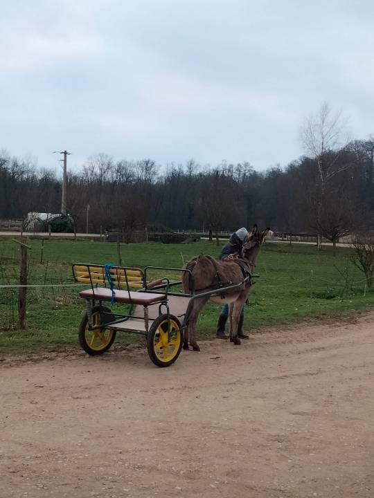 Carriage - Pony sulky - Other brand -  