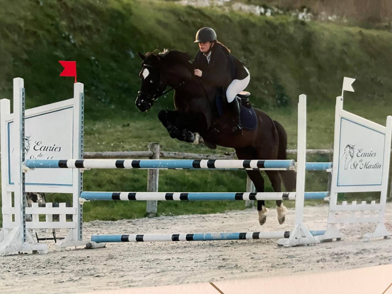 Gelding French Saddle Pony For sale 2015 Black