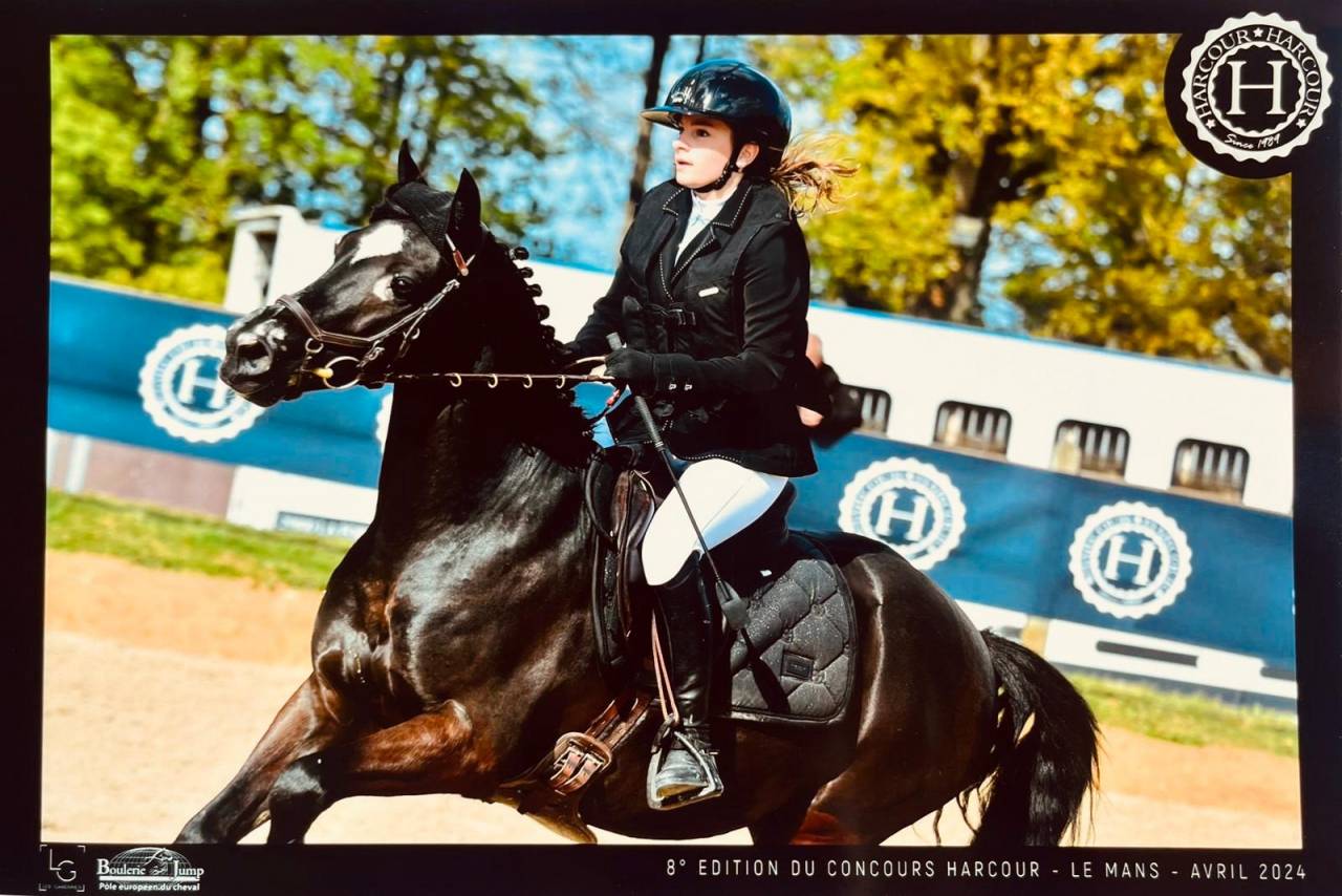 Gelding French Saddle Pony For sale 2015 Black