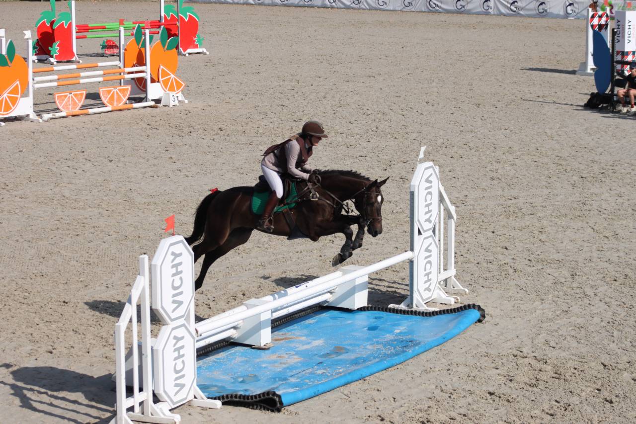 Gelding Selle Français For sale 2020 Bay