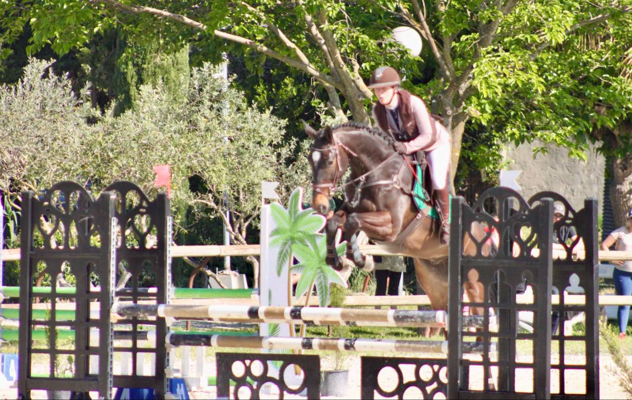 Gelding Selle Français For sale 2020 Bay