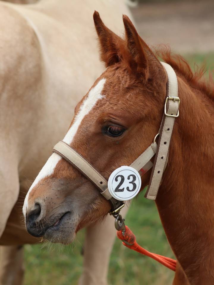 Filly Connemara For sale 2025 Chesnut