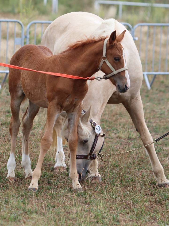 Filly Connemara For sale 2025 Chesnut