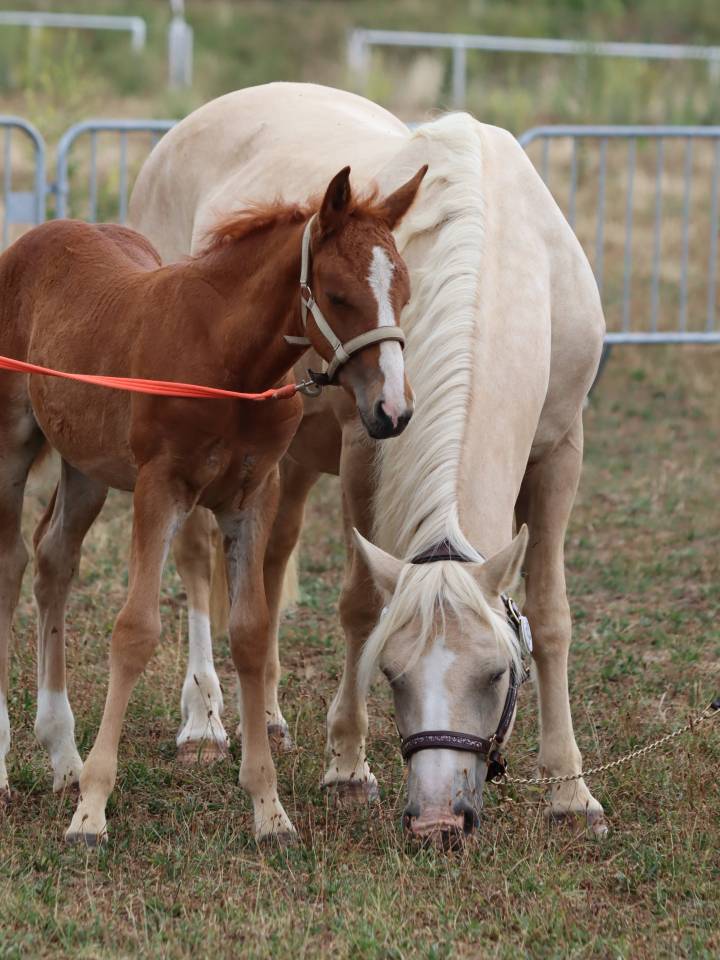 Filly Connemara For sale 2025 Chesnut