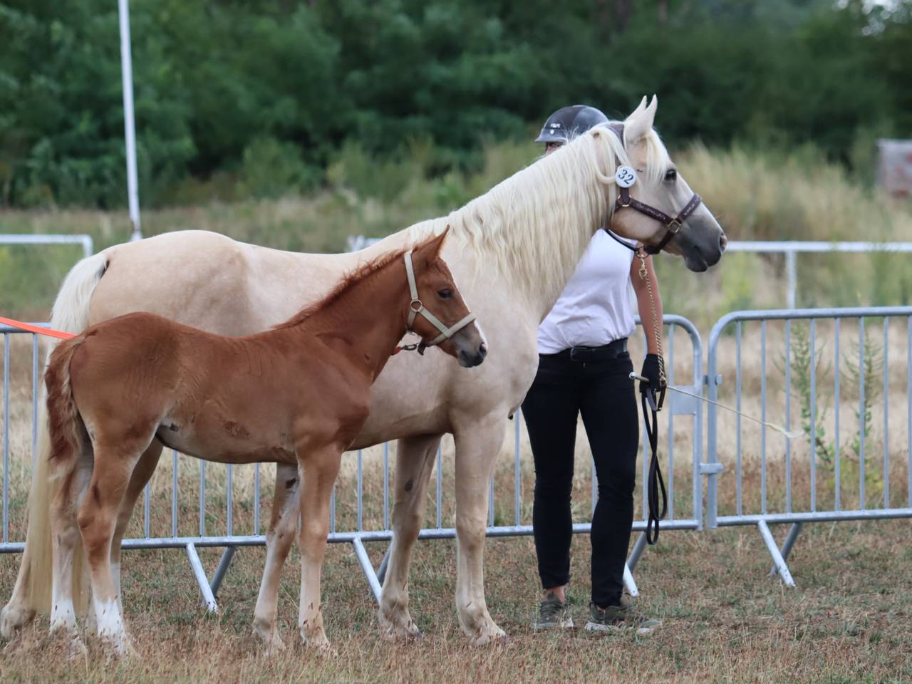 Filly Connemara For sale 2025 Chesnut