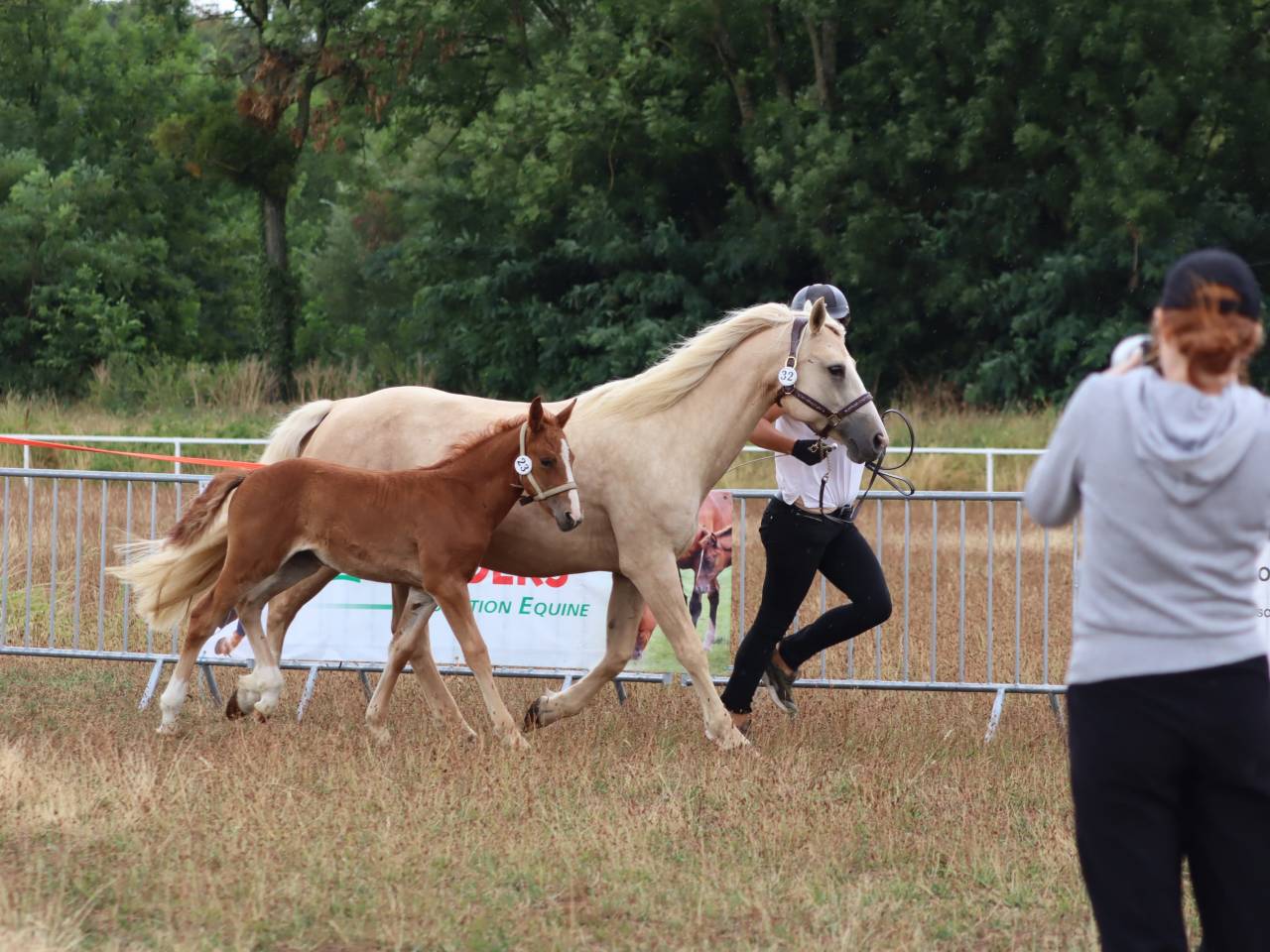 Filly Connemara For sale 2025 Chesnut