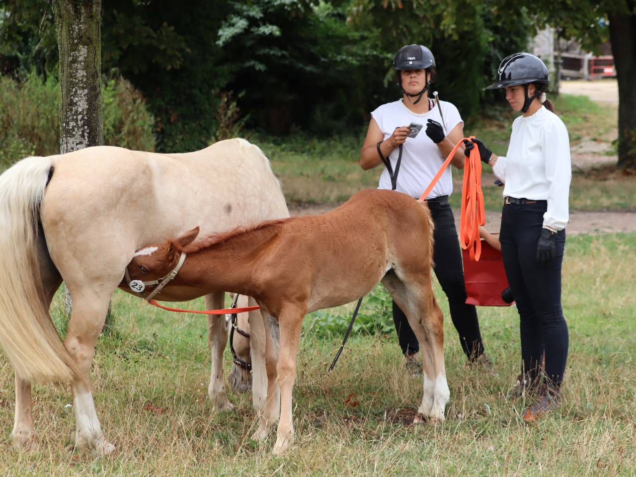 Filly Connemara For sale 2025 Chesnut