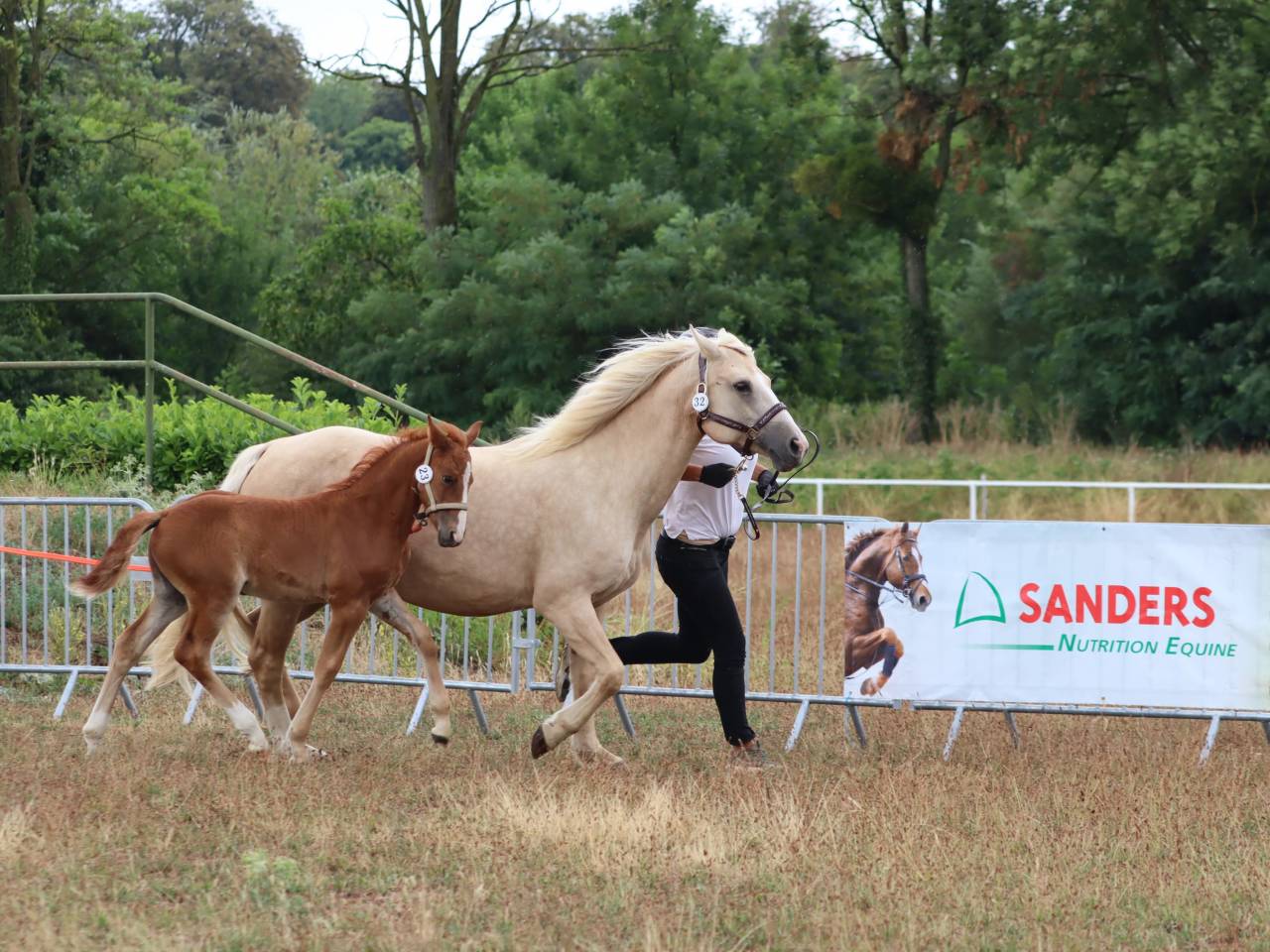 Filly Connemara For sale 2025 Chesnut