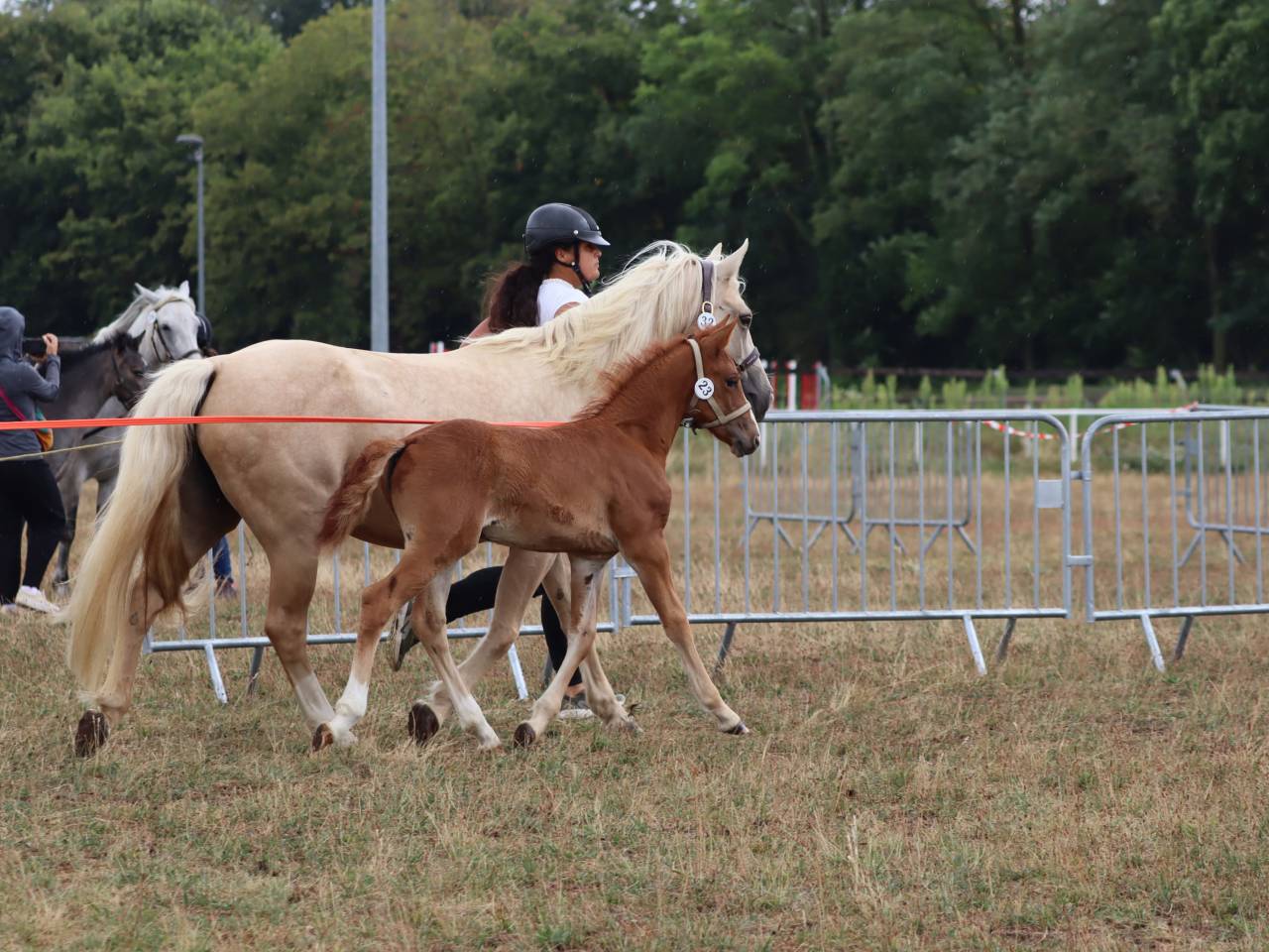 Filly Connemara For sale 2025 Chesnut